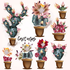 手工绘制的矢量抽象图形创意多汁,仙人掌和植物在水晶球集合设置多彩