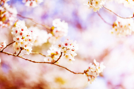 美丽的樱花樱花在春天的时间上空上空。樱花盛开