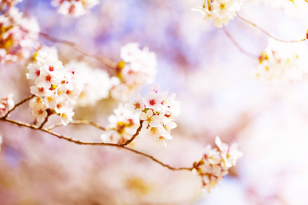 美丽的樱花樱花在春天的时间上空上空。樱花盛开
