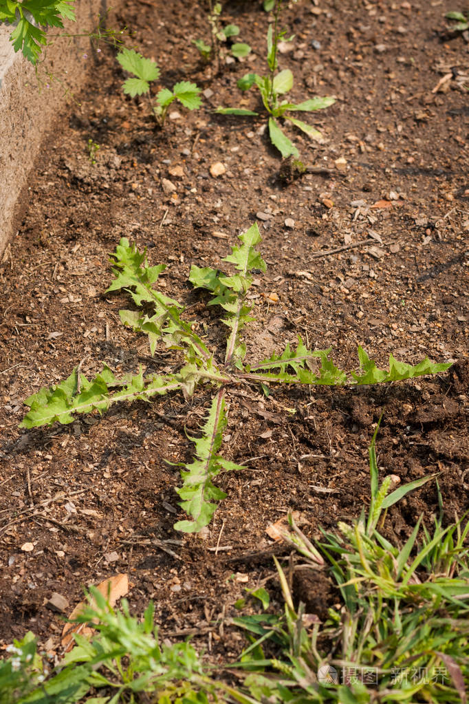 生长在花园里的地面上的草蒲公英