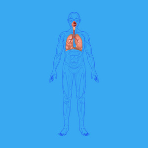 人类与发炎的呼吸系统肺剪影