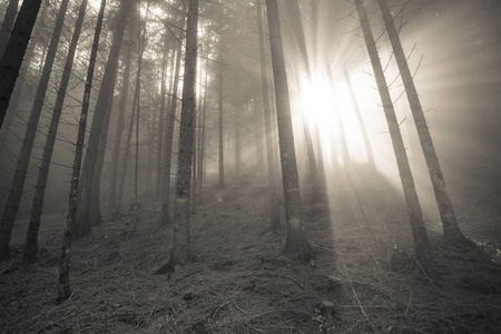 雾天里树林里的太阳