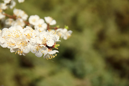 杏树上花的分支