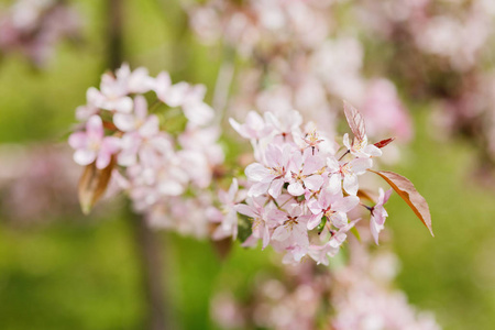 自然春天背景与桃红色李子树花