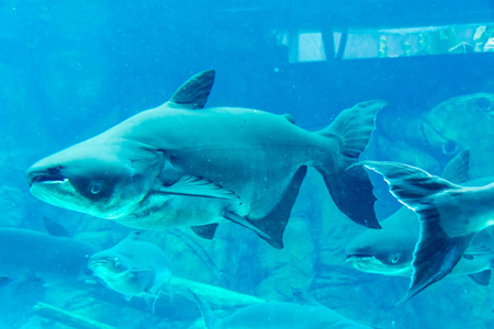 新加坡河野生动物园和新加坡动物园水族馆, 新加坡, 美联社