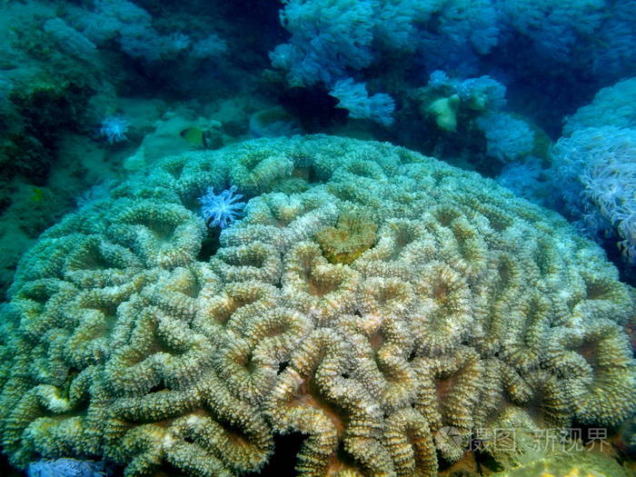 石珊瑚，菲律宾吕宋岛，阿尼洛