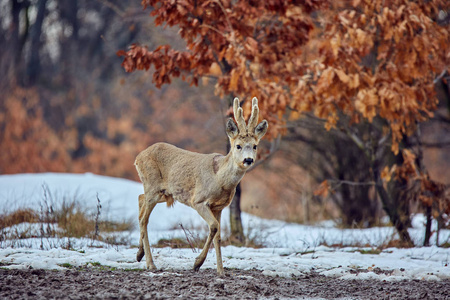 狍栎林中可爱的雄鹿 (狍) 特写照片