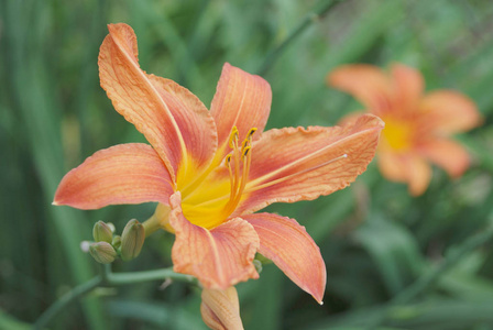 巨型橙黄花菜