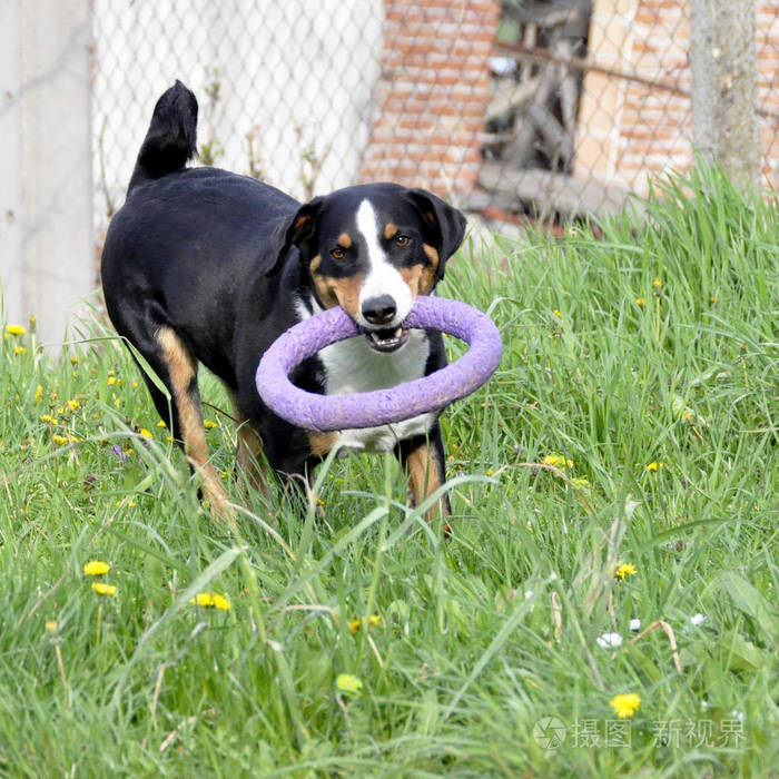 绿色的草地上跑的阿彭策尔牛狗