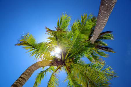 蓝蓝的天空全景视图中的椰子棕榈树