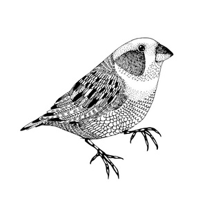 栖息在树枝上的黑色帽的小姑娘含羞草,黄鸟水彩画背景栖息在树枝上的