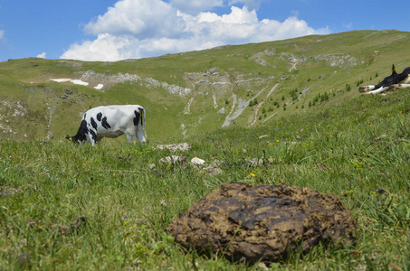 黑色和白色的牛在山的草地上放牧。牛