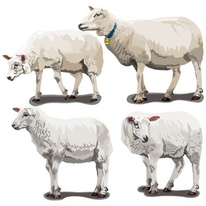 羊在不同的姿势