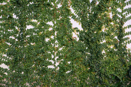 藤蔓植物在白墙上攀爬图片