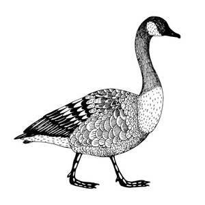 抽象手绘矢量图和一只鹅照片