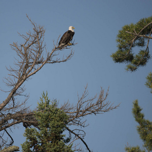 加拿大鹰勤杂工名片图片