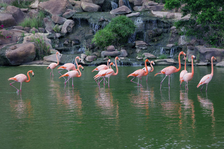 一群粉红色火烈鸟站在水里