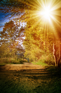 秋天的树林，被太阳照亮