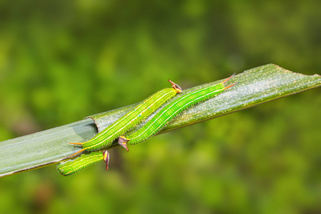 普通 Palmfly Elymnias hypermnestra 毛虫