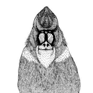 矢量图和抽象的猴子照片