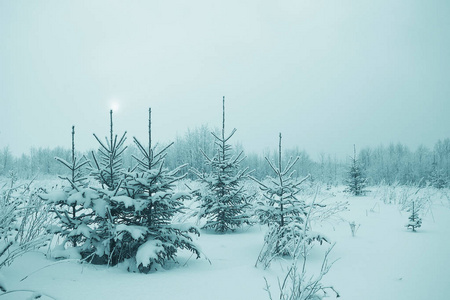 白雪皑皑的冬季风景