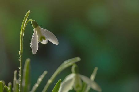 雪花莲清新的早晨露水