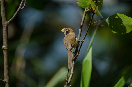 Parrotbill 上的点排扣