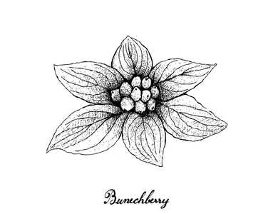 白色背景 Bunchberry 手画