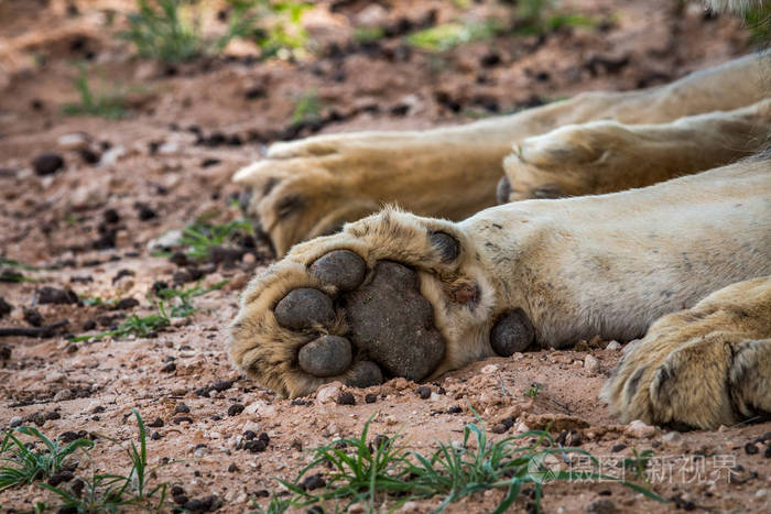 狮子的爪子的特写
