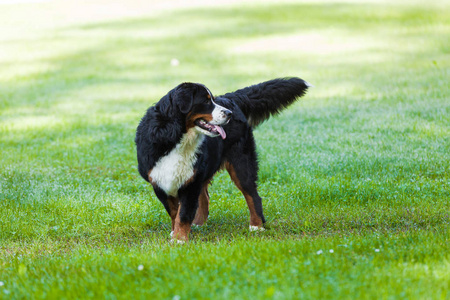 Bernese 狗在自然, 绿色草坪