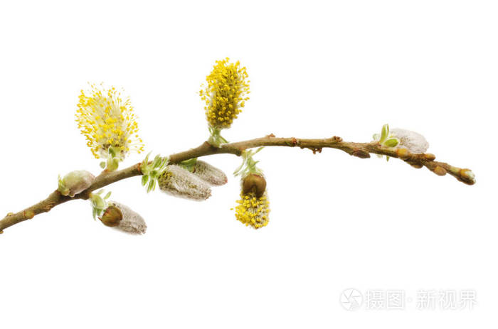 小猫柳花和芽与白色隔绝照片 正版商用图片0ng7sr 摄图新视界 小猫柳花和芽与白色隔绝照片 正版商用图片0ng7sr 摄图新视界