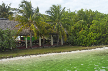有棕榈树的异国风情海滩景观图片