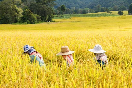 农民收割水稻稻田照片