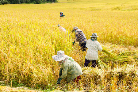 农民收割水稻稻田