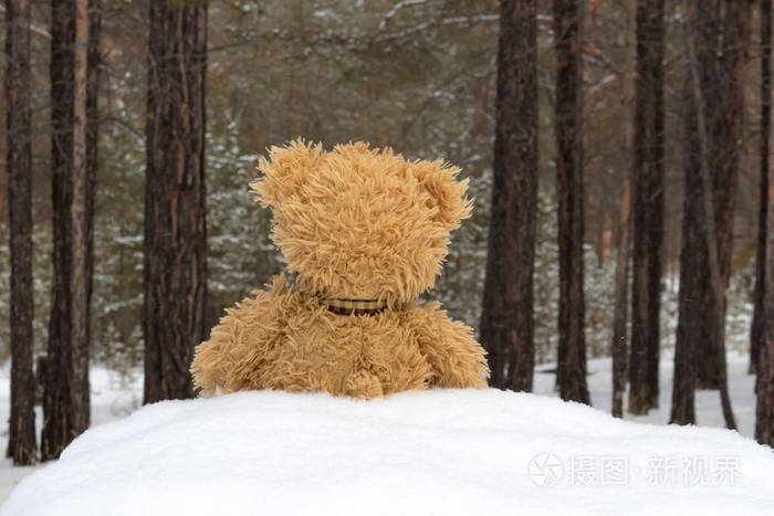 冬天森林里的泰迪熊