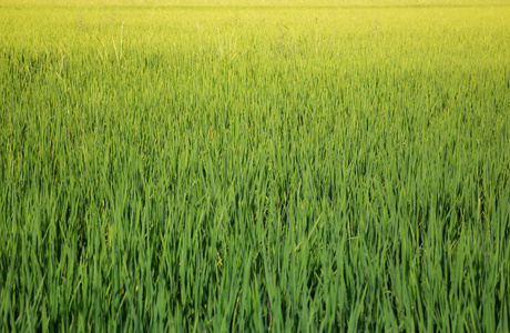 在夏天的绿色稻米纤维性图片