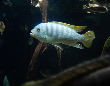 在水族馆的慈鲷科鱼鱼图片