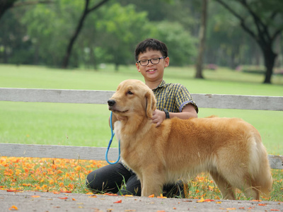 亚洲男孩玩小狗金 retreiver 公园