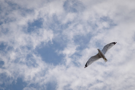 单只白色的小鸟飞翔在云图片
