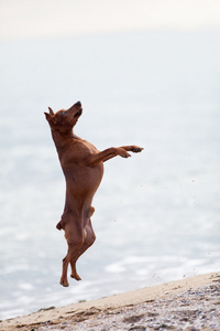 在海滩上的迷你杜宾犬