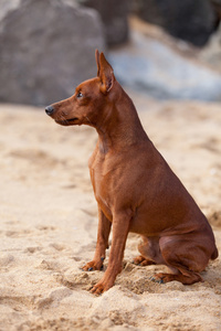 在海滩上的迷你杜宾犬