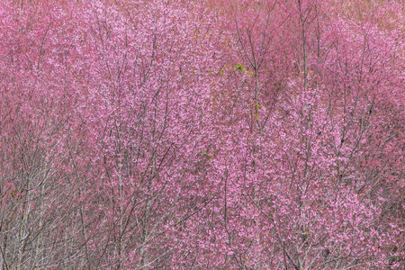 大老虎樱花, 樱花