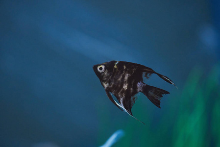 蓝色水族馆的黑鱼