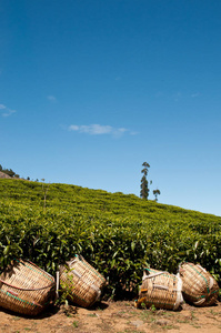 在印度南部风景秀丽的茶叶种植园