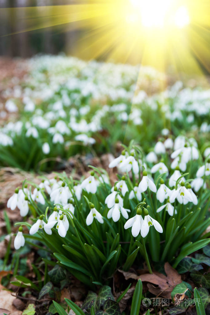 春天森林里的白色雪莲花