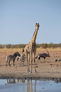 长颈鹿吃, 喝, 浸泡。非洲纳米比亚 Etosha 国家公园的野生动物