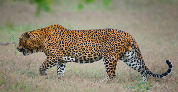 南非豹;猫科动物虎金钱豹家族的钱币中国北方的小豹关闭真实生活止