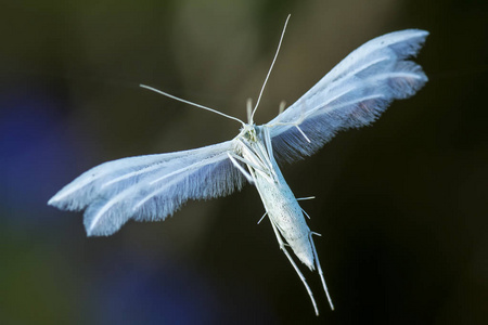 羽蛾科或 paltsekrylye 或 pteroforidy照片