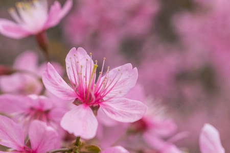 大老虎樱花, 樱花