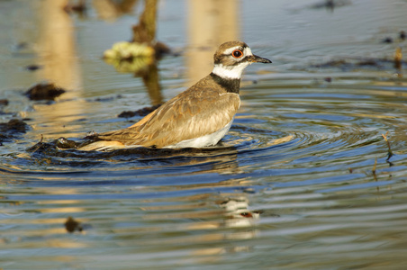 杀人者charadriusvociferus